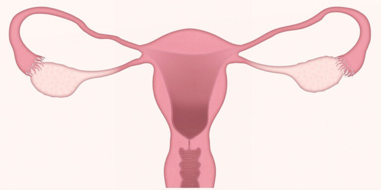 ovaries
